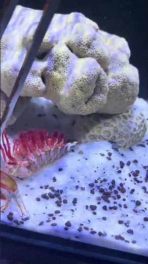 Mantis Shrimp Molting Process — A Whole New Shell Begins!