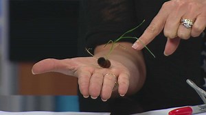 Wooly Worm Winter Forecast?