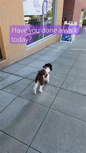 Rory wonders and wanders #puppy #petsempire #cute #petsrule #doggielife #pets #cutepuppy #puppylove