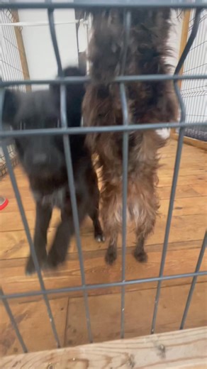 Kvėdarnos mažyliai ieško namų. Prieš šventes pas mus atvyko net 6 šuniukai iš Kvėdarnos. Dvi kalytės iškart apsivaikavo. O šie keturi fainuoliukai ieško namų. Vieni drąsesni, kiti šiek tiek bailesni, bet labai norintys žmogaus dėmesio. Kreiptis tel. 0 614 36617 arba messenger (nuo 10 iki 19 val. IŠSKYRUS sekmadienį). Aplankyti mus galite: antradieniais - 13 val. - 16 val. ketvirtadieniais - 13 val. - 16 val. šeštadieniais - 13 val. - 16 val. Klaipėdos raj., Sendvario sen., Glaudėnų km. Kauk