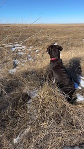 Zuri is getting this whole pheasant hunting thing down! 🪶 #lab #labpuppy #labrador #pheasants #birdhunting | Duane Hjelm