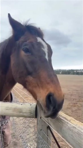 dubstep by horse #funny #shorts #animals