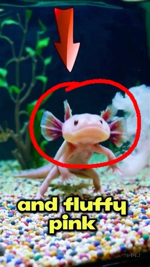 Meet the Smiling Superhero: The Axolotl!