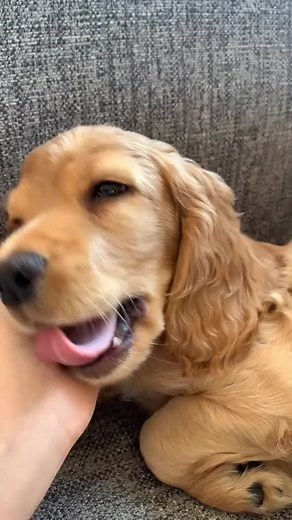 Look at this baby doggeh 🥺🥰 (Credit: @cheshirecockercharlie) #fy #fyp #foryou #foryoupage #dog #doggo #dogsoftiktok #babydog #doggy #doggeh