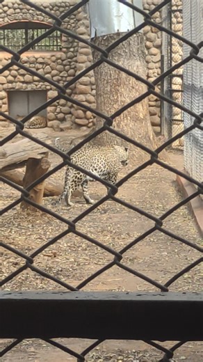 Tiger Patrol in the Zoo 🐅| Chamarajendra Mysore Zoo Karnataka| #zoo #tiger #mysore #mysuru #animals
