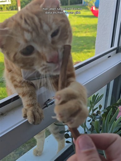 Du bist gut genuuuug #katzen #dubistgutgenug