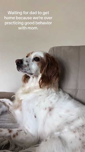 Dad rules mom drools 🐶