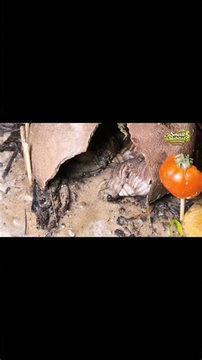 Bizarre Snail Interactions Up Close