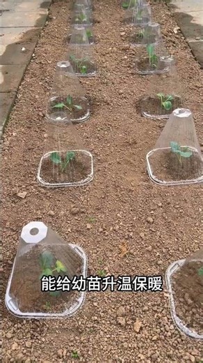 Mini Greenhouse Cover: The Ultimate Seedling Shield