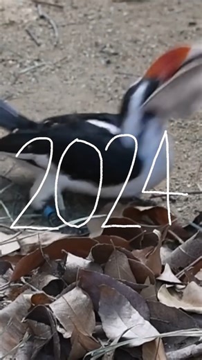 What a year it’s been at the L.A. Zoo! 🥳 2024 brought conservation triumphs, fun-filled events, animal arrivals, community programs, and more. Whether you visited, volunteered, donated, or supported us in other ways, we couldn’t have done it without you. 🫶 See you next year as we continue our mission to save wildlife, enrich communities, and create connections with nature. #HappyNewYear #NewYear #YearInReview #NYE | Los Angeles Zoo