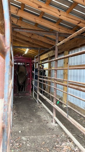 Understanding Bison Farming Practices