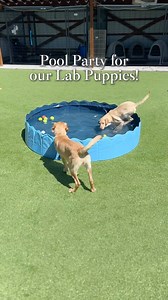 ☀️🐾 Meet June, Flowers, and Holly—our three adorable 4-month-old Lab puppies! Full of energy, love, and pure puppy joy, these girls had an absolute blast splashing around in the pool now that the weather’s warming up! 💦🐶 They’d make the perfect addition to any family, bringing laughter, love, and a whole lot of tail wags into your home. Ever dreamed of your kids growing up with a puppy? Just imagine the memories waiting to be made! 🏡💛 Now is the time to make it happen! For more information 