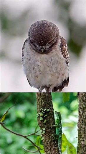 Did you know owls can mimic birds for 20 years?