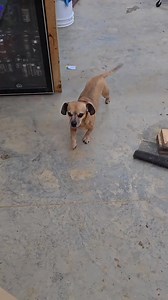 Minion writes the script LOL #narrowayhomestead #theoneandonlyminion #farmdog #area #box | Oneandonlyminion