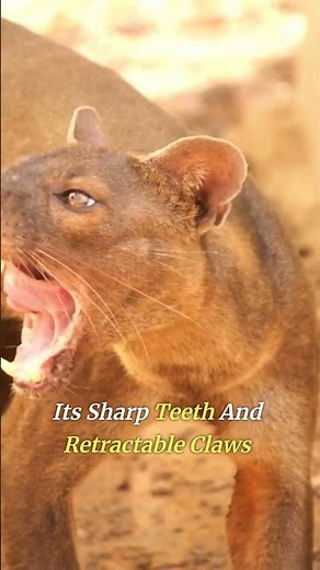 Madagascar's Enigmatic Fossa: Nature's Stealthy Predator
