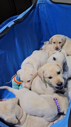 12 reactions | Vet Day Shenanigans All Are Patiently Waiting... Everyone Has Such Good Manners  #floridadogs #waterdogsofinstagram #waterdogs #gundogtraining #labradorsofinstagram #retrieversofinstagram #duck #labradorretriever #labradorpuppy #labsofinstagram #puppiesofinstagram #labrador #dogtraining #dogtrainer #gundogsofinstagram #duckseason #AlabamaBound #alabamagundog #puppylove #puppiesofinstagram #yellowlab #chocolatelab #blacklab | Doggy Style Labradors | Facebook