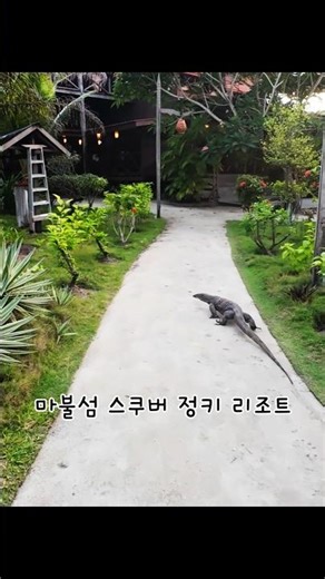 말레이시아 마불섬에 사는 물왕도마뱀