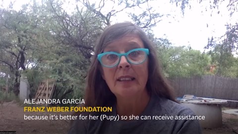 After more than 30 years in captivity in Argentina Pupy the elephant is on her way to a Brazilian sanctuary