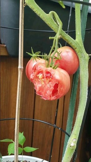 How to Keep Squirrels & Chipmunks from Eating Tomatoes #gardenshorts #gardentips #tomato #shorts