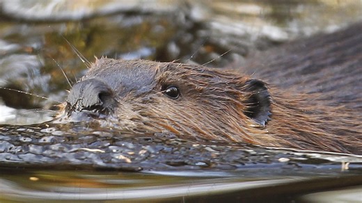 Engineers turn to beavers for insights into managing water | PBS News Hour