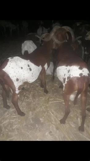 Diverse Goats in Nature: Colorful and Playful Behaviors