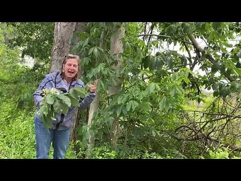 Yellow Buckeye: Native, Showy, Shade Tree!