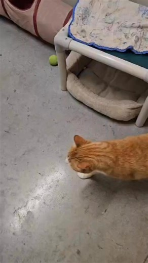 4.8K views · 112 reactions | Tri-County Humane Society enlisted an expert to help us unbox our latest KitNipBox donation: Cheeto Pete! Cheeto Pete has approved these items and this message. What he isn't happy about: He's been at TCHS for more than a month! We've reduced his adoption fee to $50 in hopes of getting him some attention. #AdoptatTCHS #TCHScats #sheltercat #sheltercatsrule #sheltercatsrock | Tri-County Humane Society | Facebook