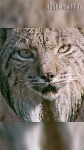 The Animal with Natural Snowshoes 🐾 #wildlife #animalfacts #lynx