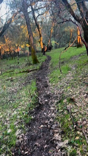 Lowline Aberdeen Cattle on Reels