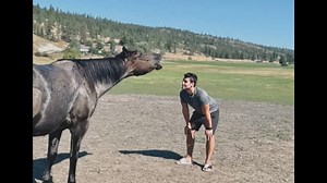 Rescue Gelding Didn’t Trust Men—Until He Met My Fiancé
