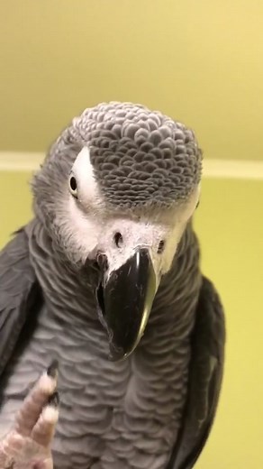 Exploring the Fascinating World of African Grey Parrots