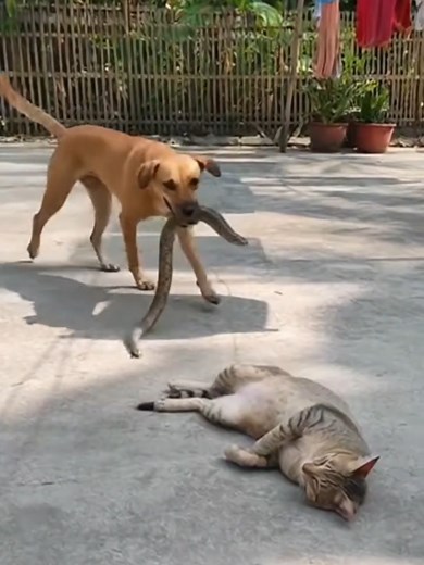Dog Pranks Cat with Snake
