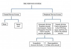 Overview of the Nervous System