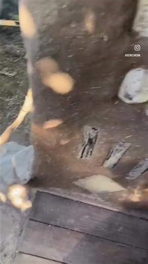 Cob and earthen structure with clay plaster