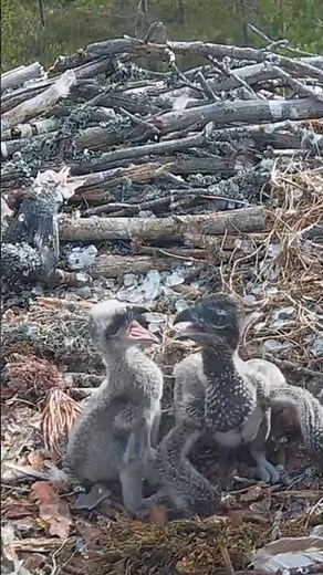 Elder brother is angry after the little brother starts attacking him #ospreynest #siblingsfight