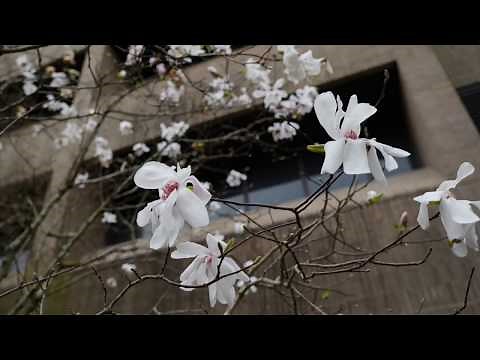 Get It Growing: Japanese magnolias