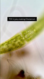 Algae looking like fruit.