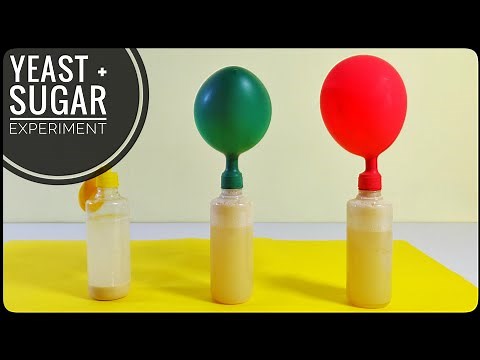 Sugar and Yeast Fermentation Experiment Anaerobic Fermentation with Balloons