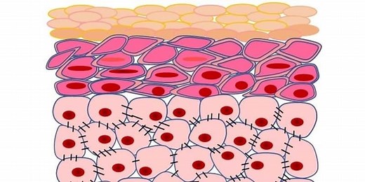 Epidermal Cells: A Complete Overview | Microscope Clarity