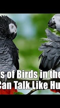 12 Types of Birds in the World That Can Talk Like Humans