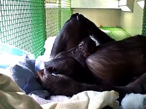 Meet Teco - Great Ape Trust's Baby Bonobo