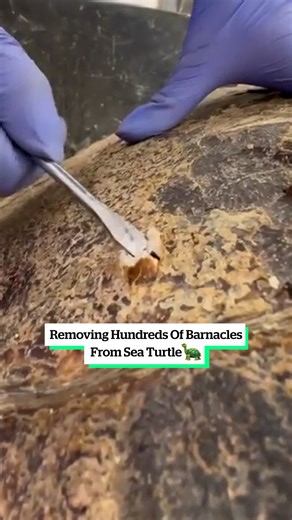 Barnacle removal from sea turtles is a delicate rehabilitation process used by experts to treat sick or injured turtles, usually requiring a 24–48 hour freshwater soak to loosen the parasites before careful, manual removal. 🐢💦 Excessive barnacles often indicate an underlying health issue and should only be removed by trained professionals, as improper removal can damage the shell and cause pain. #fblifestyle #seaturtle #sealife #charity #saving #barnacles | VT
