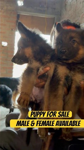 Male vs Female German Shepherd Puppy 🐾 Who's Cuter? 😍 #Shorts