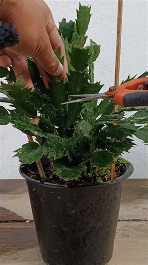 Propagation of Christmas Cactus in Easy Way 🌱 . . . #cactus #christmascactus #gardening #garden #plants #reels #trendingreel #trendingreelsvideo #facebookviral #facebookreelsviral #viralreels | Gardening Ideas
