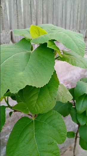My Fig Tree is Finally Fruiting! (Step-by-Step Growth)
