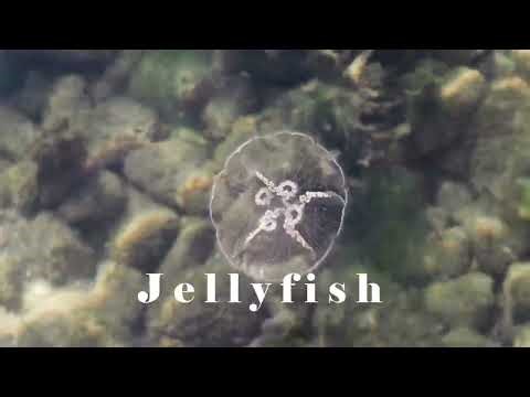 Common jellyfish (Aurelia aurita) in its natural habitat in the Archipelago sea