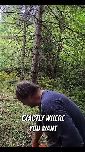 Tree Fall Secrets Why This Tree Fell That Way Explained! #treecutting #treefelling #chainsaw