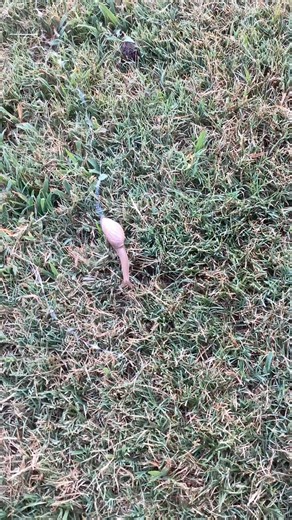 I saw this snail 🐌 in the garden. One of the largest I have ever seen so I was curious about the trail it was leaving behind and did a google search and found this…Snail mucus has antibacterial and antifungal properties. Another study tested its ability to stop bacteria in wounds, and some snail mucus performed better than commercial antibiotics, including amoxicillin and streptomycin. Now I know. #OurSecretGarden | Our Secret Garden