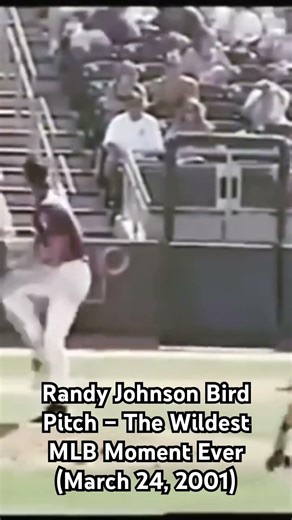 Randy Johnson Bird Pitch – The Wildest MLB Moment Ever (March 24, 2001)