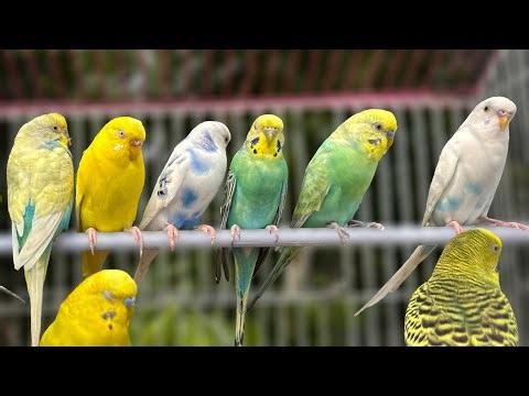 8 Hours of Non-Stop Cheerful Budgies! Enjoy the cutest moments of these playful parrots all day